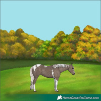 Horse Color:Silver Black Tobiano 