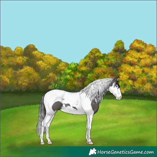 Horse Color:Grullo Splash Tobiano 