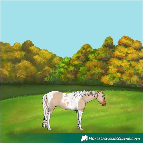 Horse Color:Silver Bay Dun Tobiano 