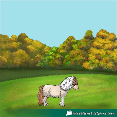 Horse Color:Gold Champagne Dun Tobiano Rabicano 