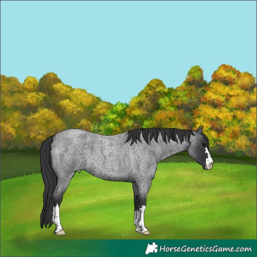 Horse Color:Blue Roan 