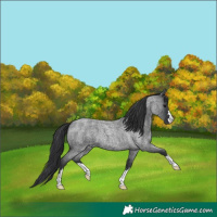 Horse Color:Blue Roan 