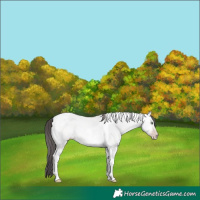 Horse Color:Platinum Amber Cream Champagne Dun Tobiano 