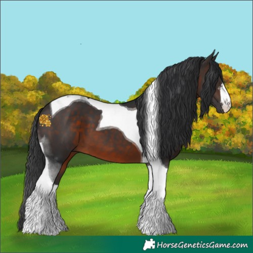 Horse Color:White Spotted Brown Tobiano