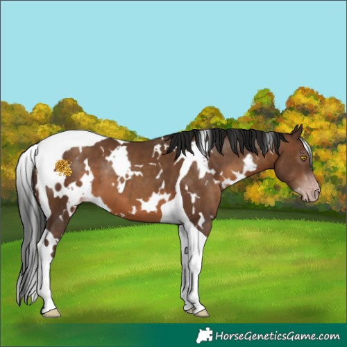 Horse Color:Gray White Spotted Sable Champagne Tobiano