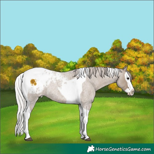 Horse Color:Silver Grullo Roan Splash Tobiano Blanket Rabicano 