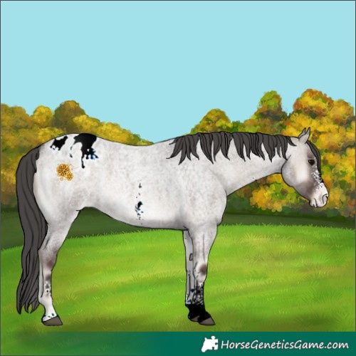 Horse Color:Grullo Roan Onyx Sabino Appaloosa 