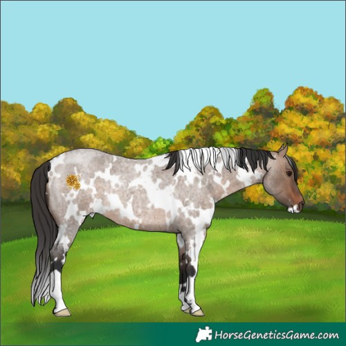 Horse Color:White Spotted Bay Roan Dun 