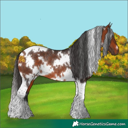 Horse Color:White Spotted Bay Tobiano Rabicano