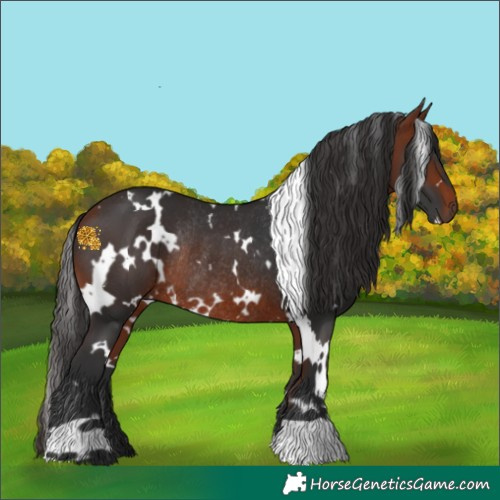 Horse Color:White Spotted Bay Rabicano 