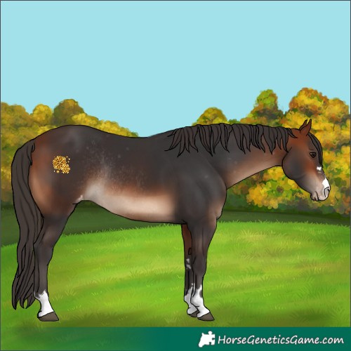 Horse Color:Bay Appaloosa Rabicano 