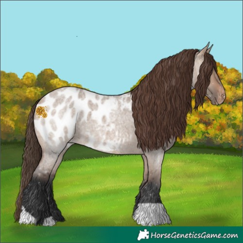 Horse Color:Brown Roan Dun Appaloosa