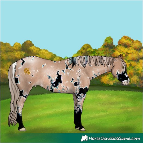 Horse Color:White Spotted Liver Chestnut Pearl Sabino 