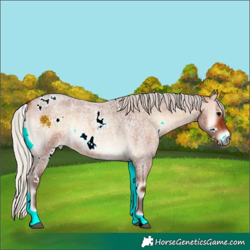 Horse Color:White Spotted Silver Bay Roan Onyx