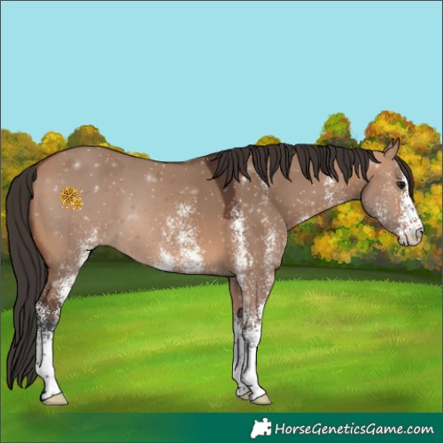 Horse Color:White Spotted Bay Dun