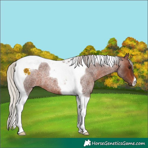 Horse Color:Silver Brown Roan Tobiano 