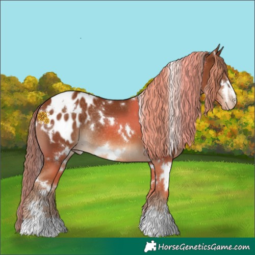 Horse Color:White Spotted Chestnut Appaloosa Rabicano