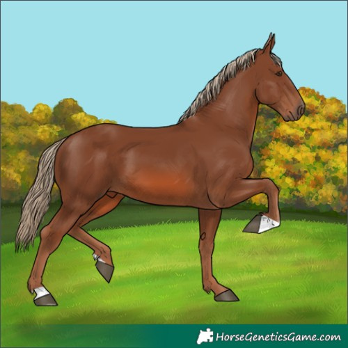 Horse Color:Chestnut 