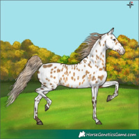 Horse Color:White Spotted Chocolate Palomino Dun Appaloosa