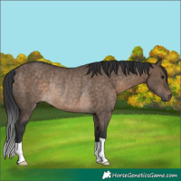 Horse Color:Brown Dun Rabicano