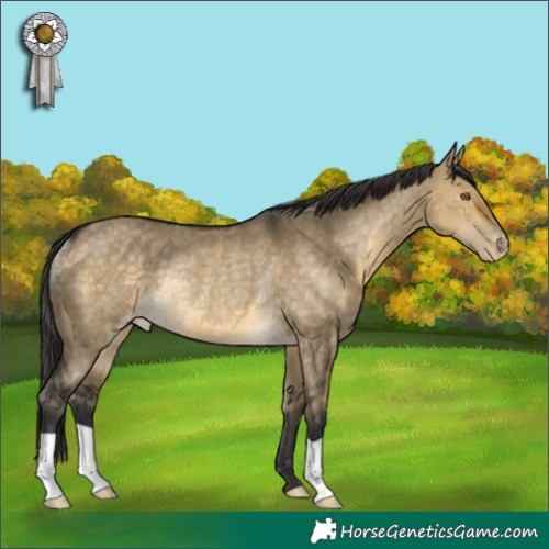 Horse Color:Buckskin Dun Appaloosa Rabicano 