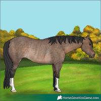 Horse Color:Brown Dun Rabicano