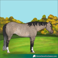 Horse Color:Brown Dun Rabicano 
