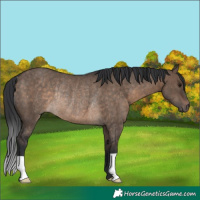 Horse Color:Brown Dun Rabicano 