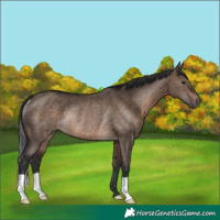 Horse Color:Brown Dun Rabicano