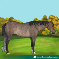 Horse Color:Brown Dun Rabicano 