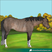 Horse Color:Brown Dun Rabicano 