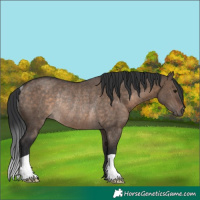 Horse Color:Brown Dun Rabicano