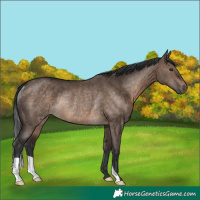 Horse Color:Brown Dun Rabicano