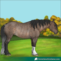 Horse Color:Brown Dun Rabicano