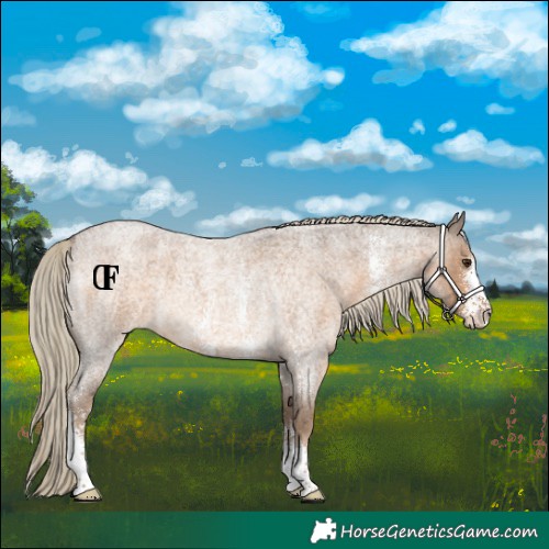 Horse Color:Chocolate Palomino Roan Sabino