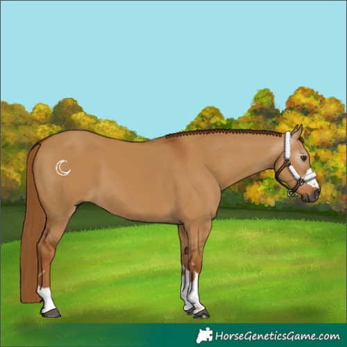 Horse Color:Gray Red Dun 