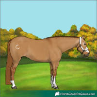 Horse Color:Gray Red Dun 