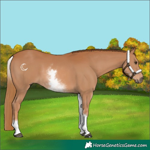 Horse Color:White Spotted Chestnut