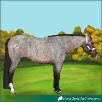 Horse Color:Gray Bay Roan 