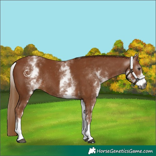 Horse Color:Gray White Spotted Chestnut Rabicano 