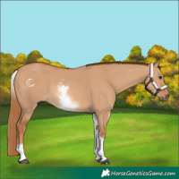Horse Color:White Spotted Red Dun 