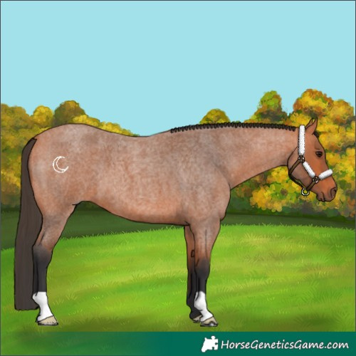 Horse Color:Bay Roan