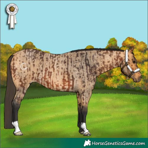 Horse Color:Bay  and Buckskin Roan 