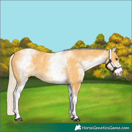 Horse Color:White Spotted Palomino Rabicano 