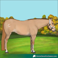 Horse Color:Red Dun 