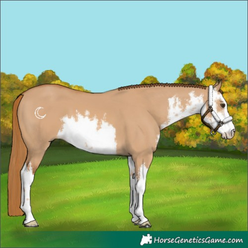 Horse Color:White Spotted Red Dun 