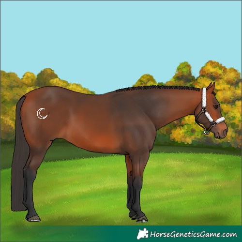 Horse Color:Bay 