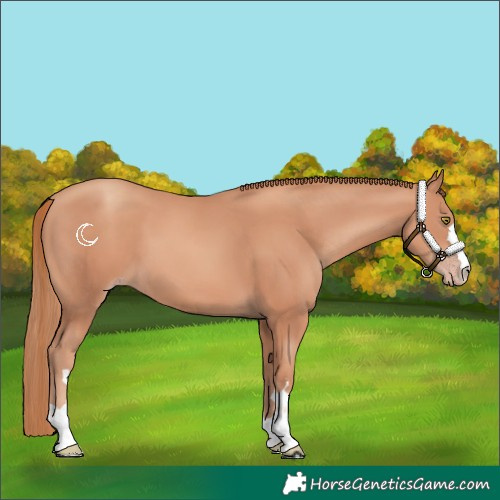 Horse Color:Gold Champagne 
