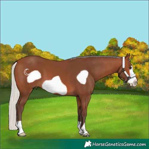 Horse Color:Silver Brown Frame 