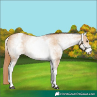 Horse Color:White Spotted Red Dun